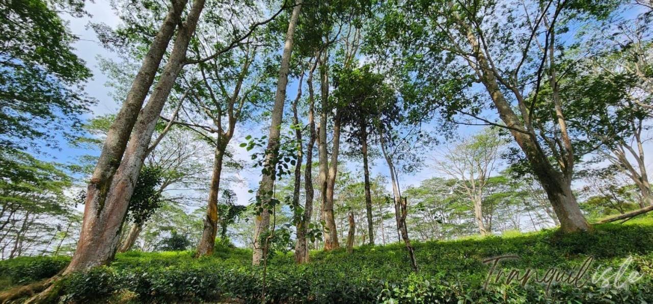 Tranquilisle Otel Kandy Dış mekan fotoğraf
